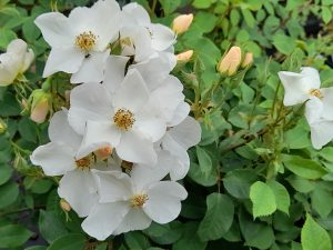 Rosa David Austin shrub 'Kew Gardens' (Ausfence)-0