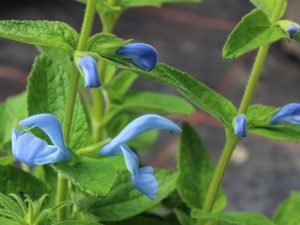 Salvia patens 'Light Patio Blue'-0