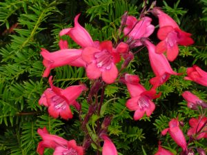Penstemon 'Firebird'-0