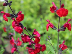 Salvia x jamensis 'Reve Rouge'-0