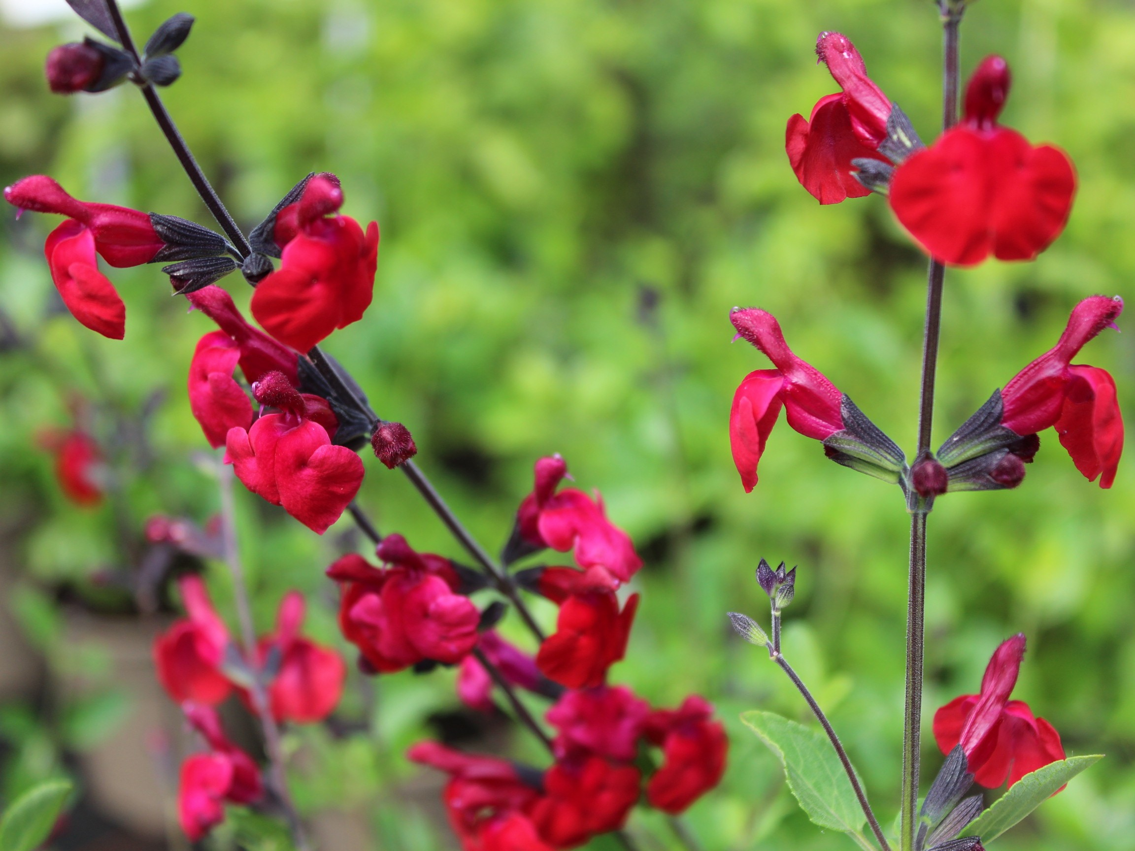 Salvia x jamensis 'Reve Rouge'-0