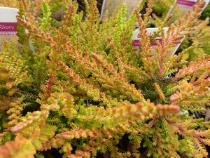 Calluna vulgaris 'Crimson Glory' (9cm pot)-0