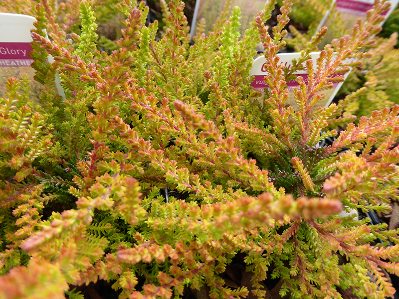 Calluna vulgaris 'Crimson Glory' (9cm pot)-0