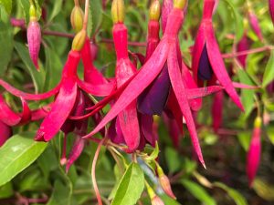 Fuchsia 'Dying Embers'-0