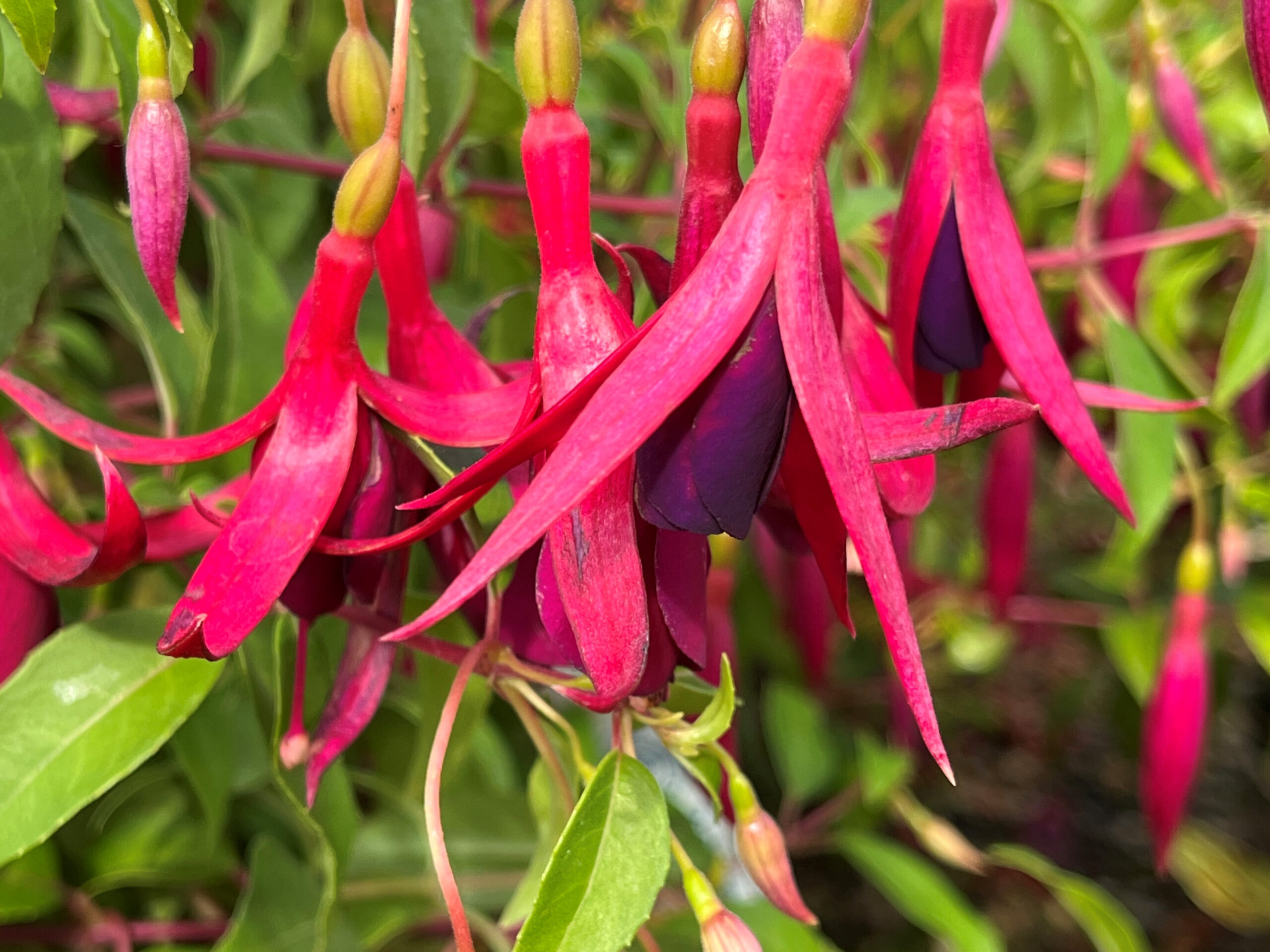 Fuchsia 'Dying Embers'-0