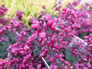 Erica cinerea 'Providence' (9cm pot)-0