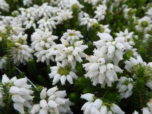 Erica mackayana 'Shining Light' (9cm pot)-0