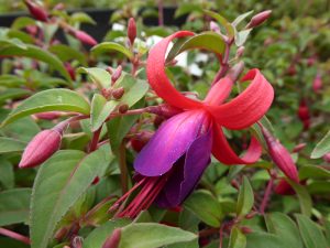 Fuchsia 'Brutus'-0
