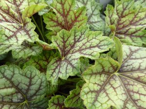 Heuchera 'Green Spice'-0