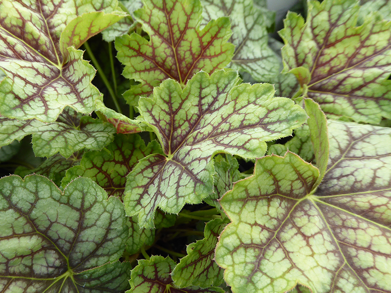 Heuchera 'Green Spice'-0