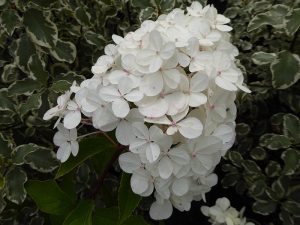 Hydrangea paniculata Pinky Winky-0
