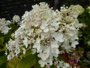 Hydrangea paniculata Tickled Pink-0