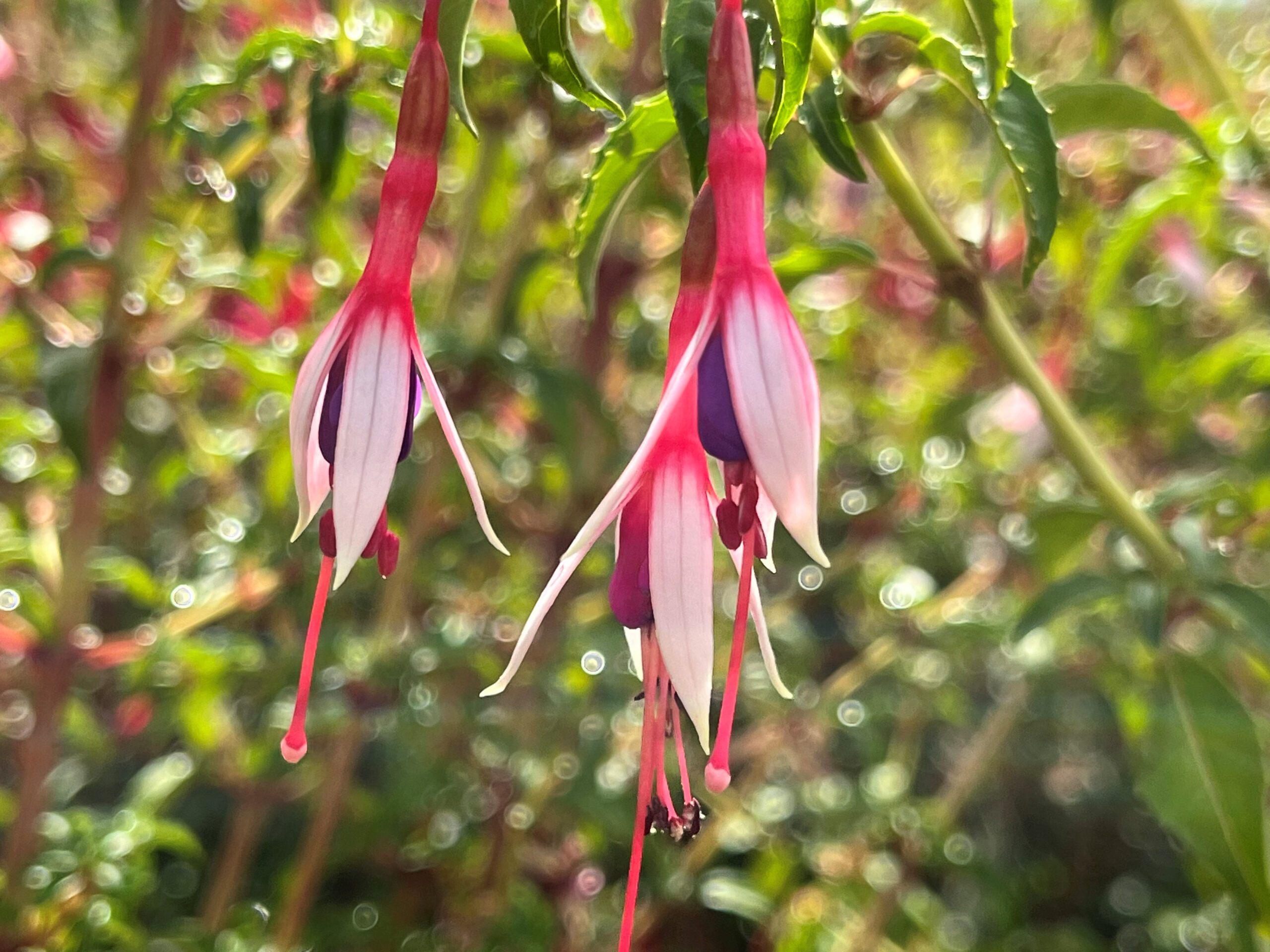 Fuchsia 'Logan Woods'-0