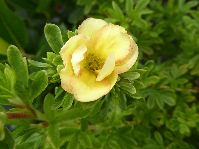 Potentilla fruticosa 'Double Punch Peach'-0