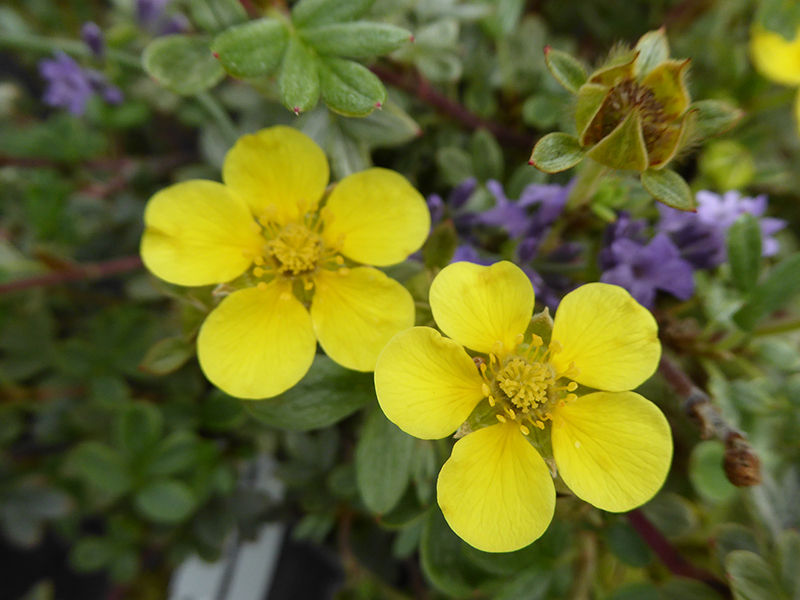 Potentilla fruticosa Silver 'n' Gold-0