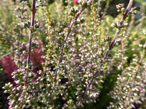 Calluna vulgaris 'Amethyst' (1 litre pot)-0