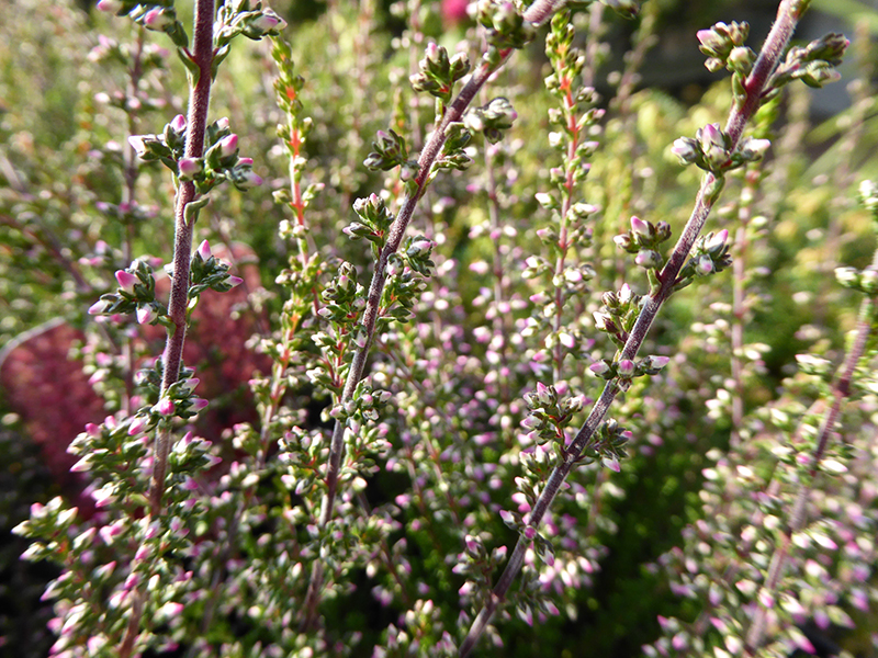 Calluna vulgaris 'Amethyst' (1 litre pot)-0