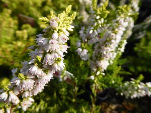 Calluna vulgaris 'Gold Mist' (9cm pot)-0