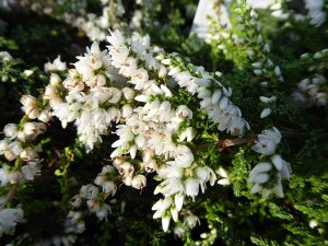 Calluna vulgaris 'Melanie' (9cm pot)-0