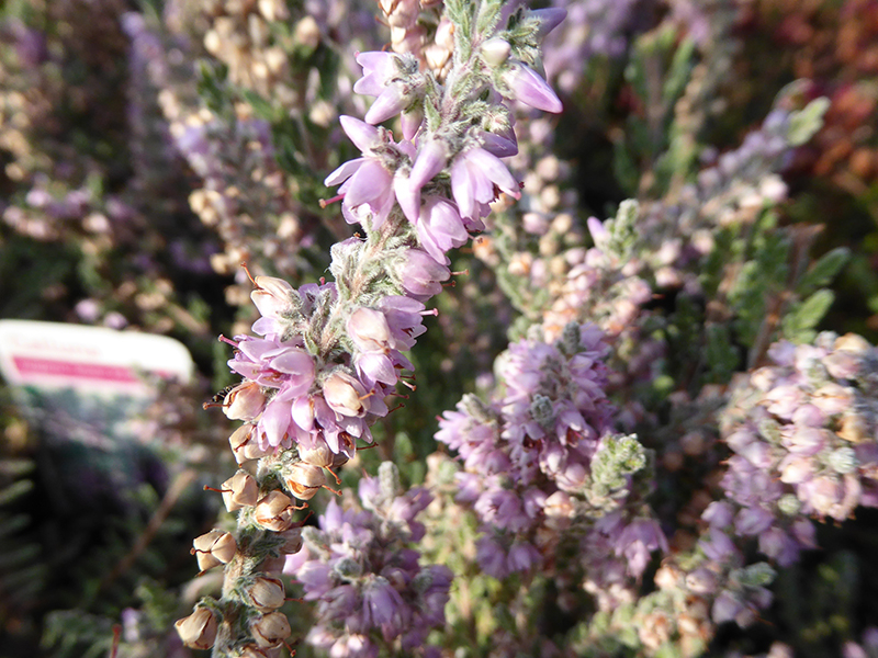 Calluna vulgaris 'Silver Knight' ( 9cm pot)-0