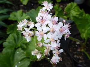 Darmera peltata-0