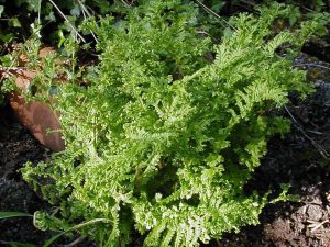 Dryopteris felix-mas 'Crispa Cristata' Male fern.-0