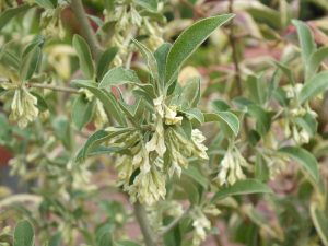 Elaeagnus umbellata 'Le Vasterival'-0