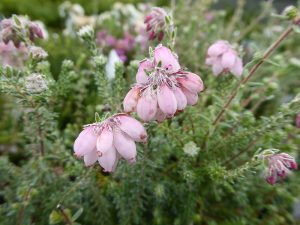 Erica tetralix 'Hookstone Pink' (9cm pot)-0
