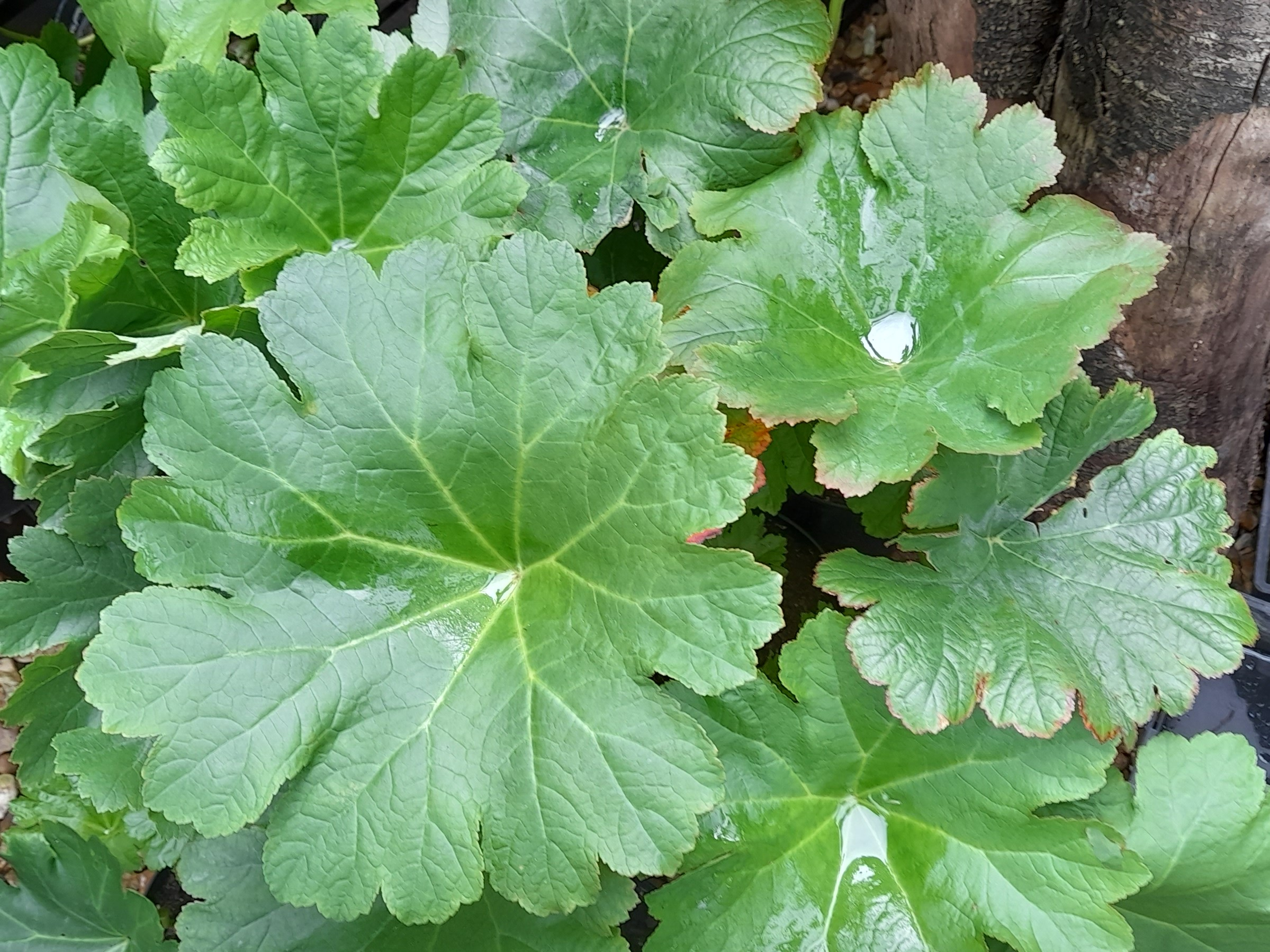 Darmera peltata-22352