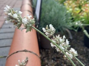 Lavandula angustifolia 'BeeZee White'-0