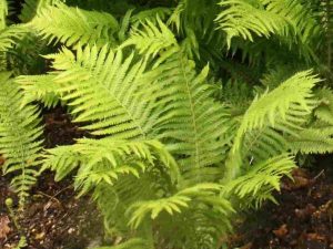 Matteuccia struthiopteris-0