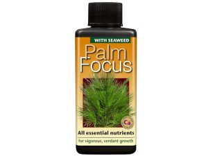 Palm Focus - with Seaweed-0