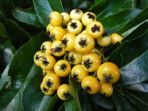 Pyracantha ‘Saphyr Jaune' ('Cadaune')-0