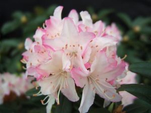 Rhododendron 'Ginny Gee' 5L-0