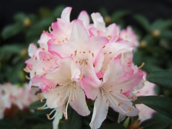 Rhododendron 'Ginny Gee' 5L-0
