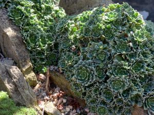 Saxifrages Mixed Collection of 4 plants-22459