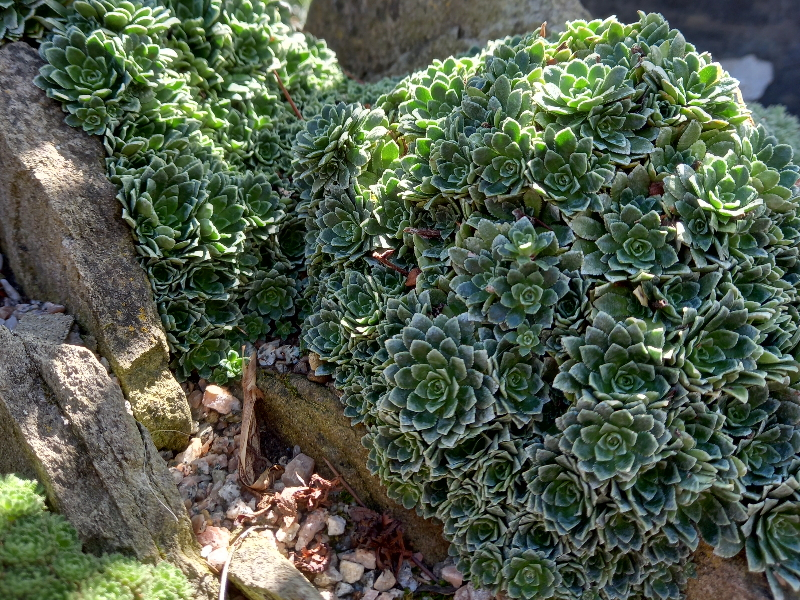 Saxifrages Mixed Collection of 4 plants-22459