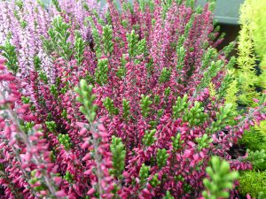 Calluna vulgaris Autumn bud heather Claret Red shades-0