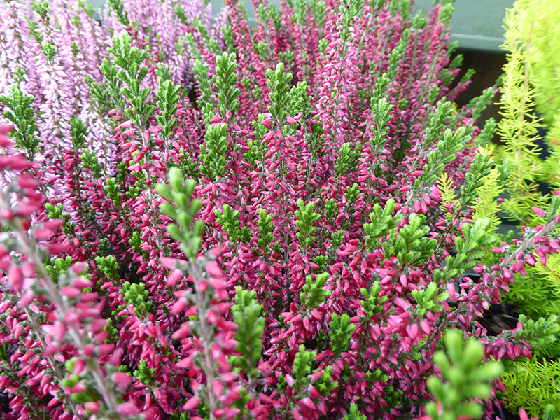 Calluna vulgaris Autumn bud heather Claret Red shades-0