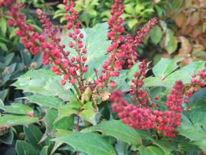 Mahonia aquifolium 'Cabaret' PBR-0