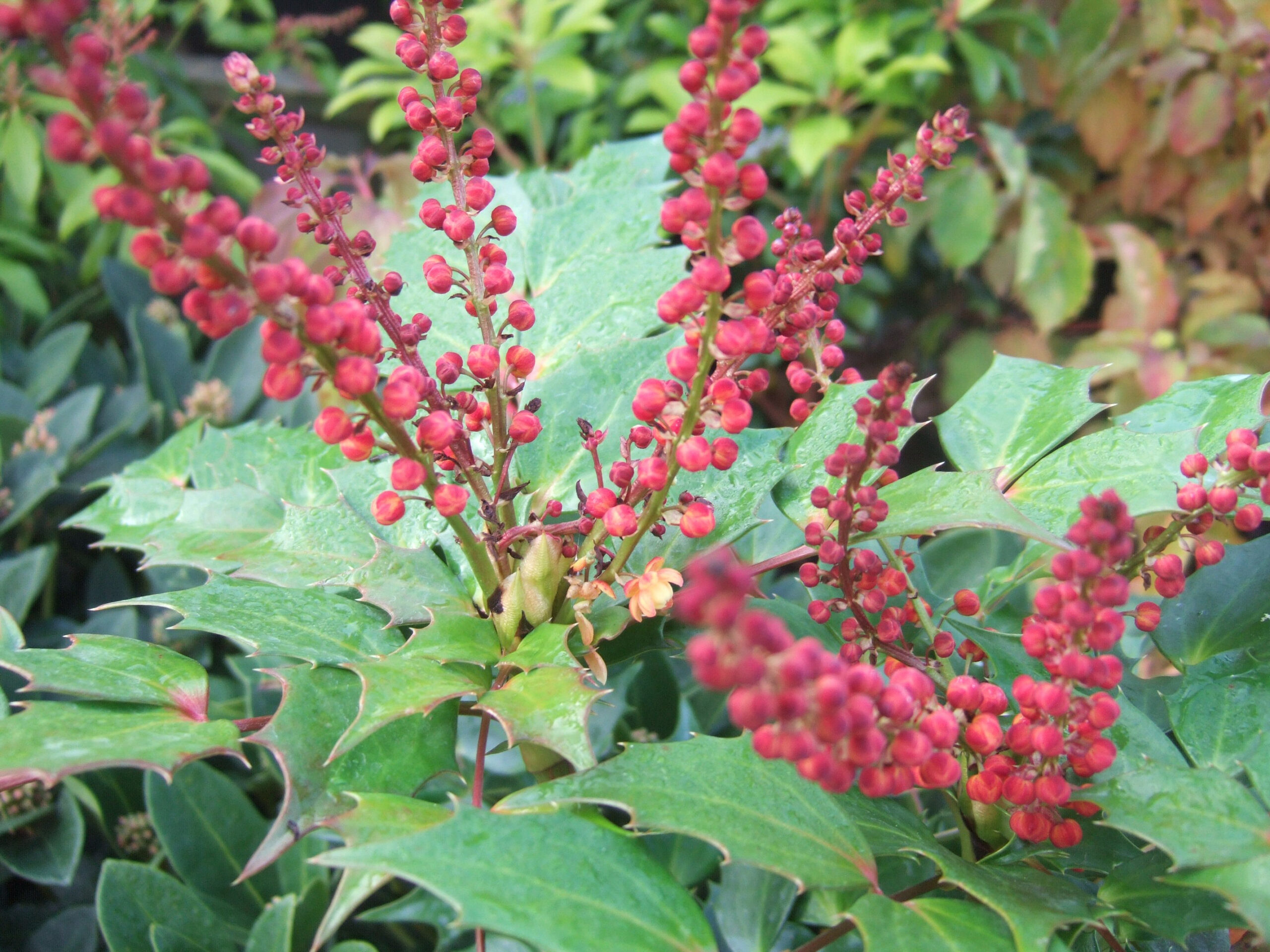 Mahonia aquifolium 'Cabaret' PBR-0