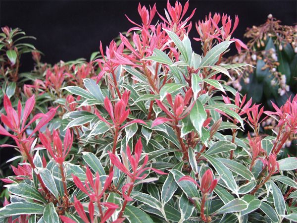 Pieris japonica 'Carnaval' (10 Litre)-0