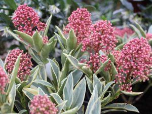 Skimmia japonica 'Magic Marlot' (1.5L)-0