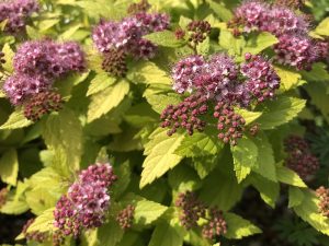 Spiraea japonica 'Double Play Gold'-0
