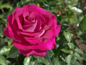 Rosa Hybrid Tea 'Belle Rives' (Meizolnil)-0