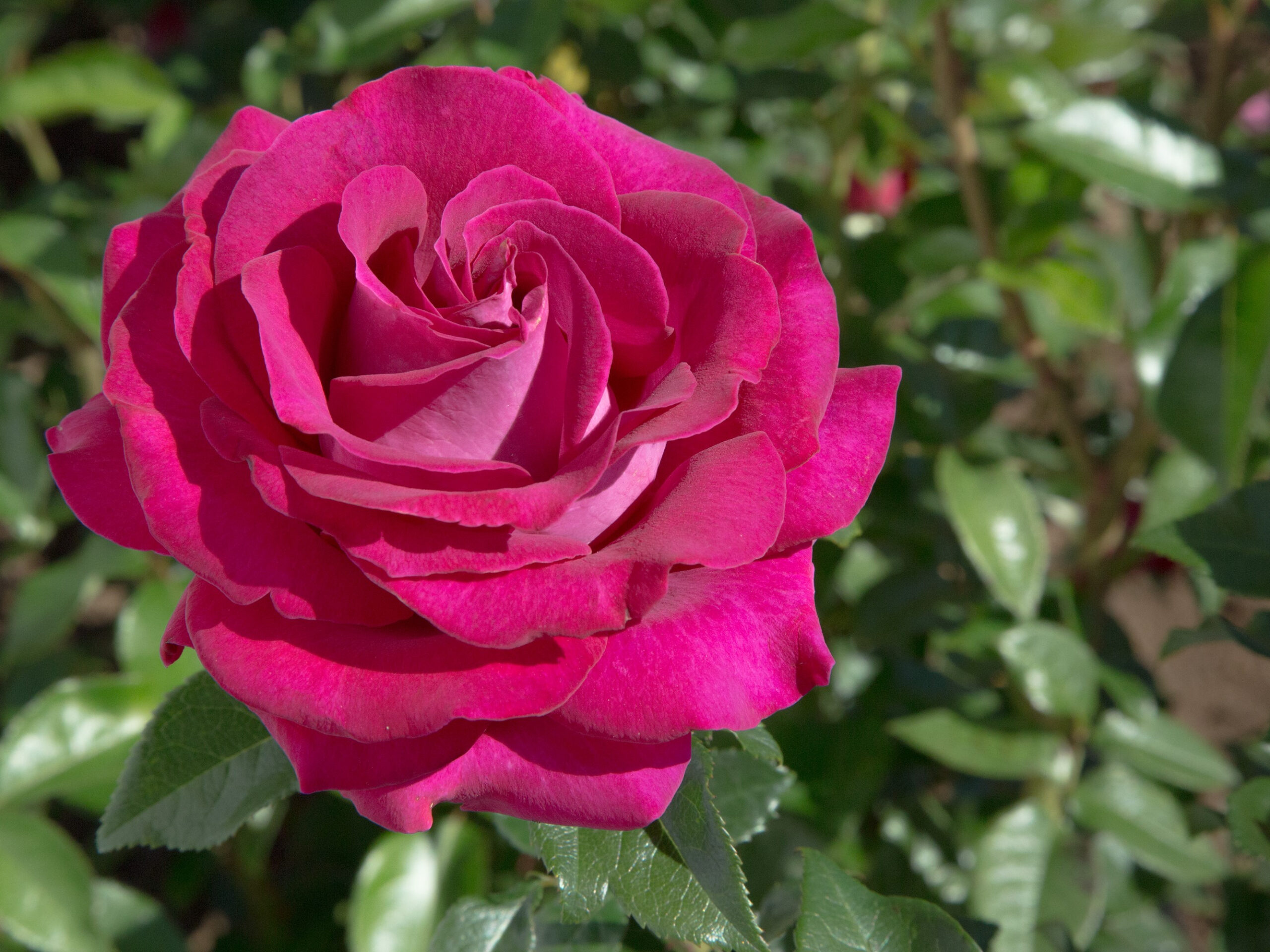 Rosa Hybrid Tea 'Belle Rives' (Meizolnil)-0
