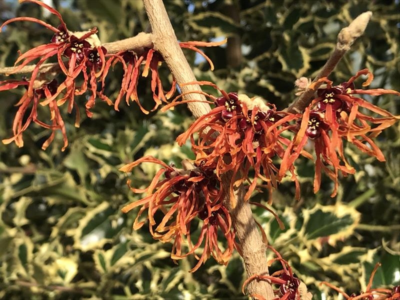 Hamamelis x intermedia 'Jelena' 3L-22605