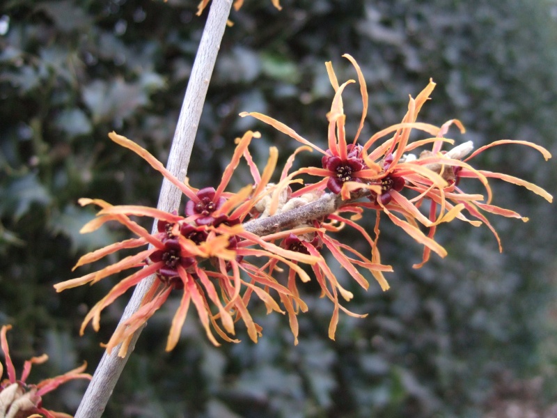 Hamamelis x intermedia 'Jelena' 3L-22601