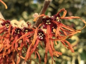 Hamamelis x intermedia 'Jelena' 3L-0