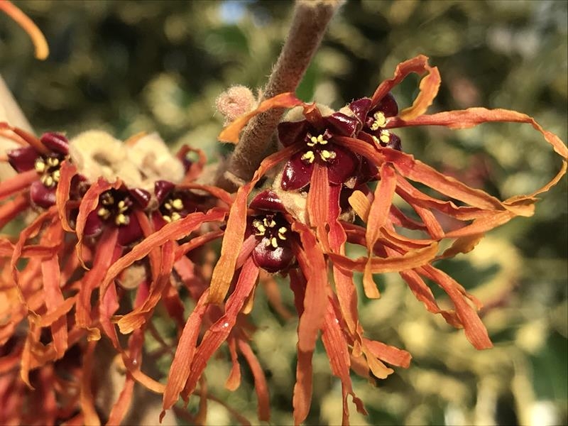 Hamamelis x intermedia 'Jelena' 3L-0